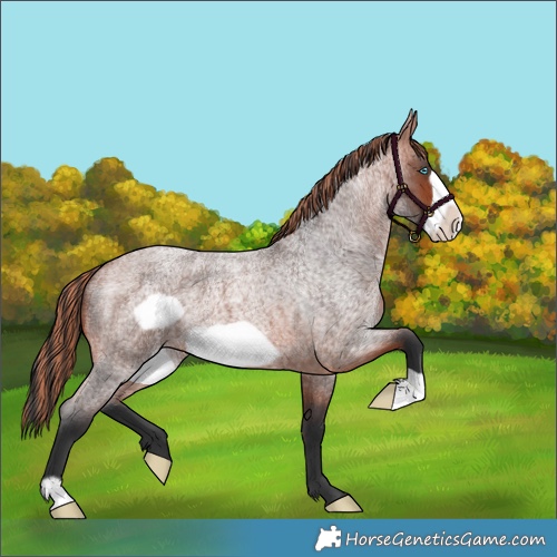 Horse Color:Painted Bay Roan Frame 