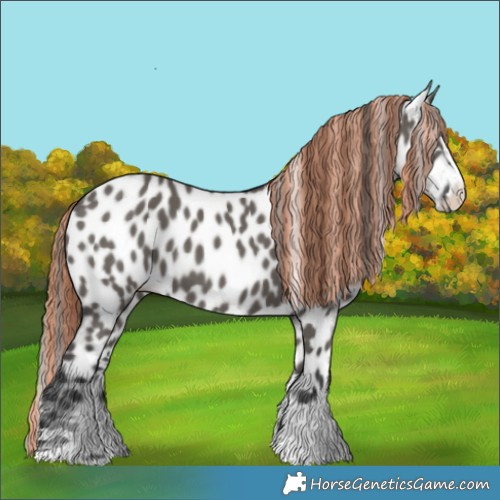 Horse Color:Painted Grullo Appaloosa 