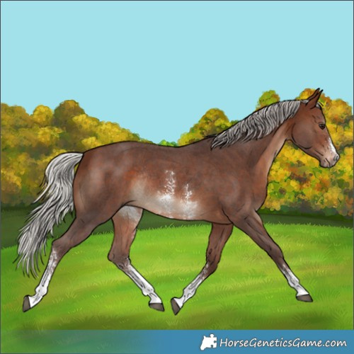 Horse Color:Silver Brown Sabino Rabicano 