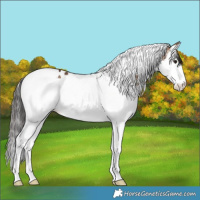 Horse Color:White Spotted Brown Dun Splash Tobiano 