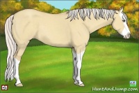 Horse Color:Silver Classic Champagne Dun Splash 