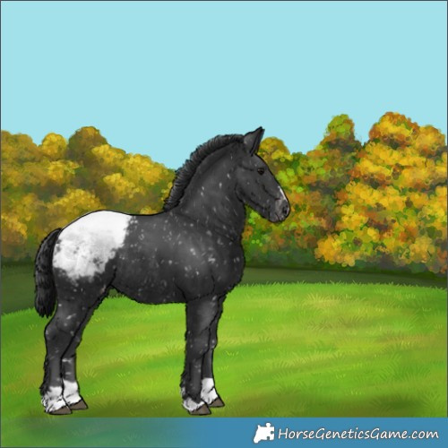 Horse Color:Black Appaloosa Rabicano 