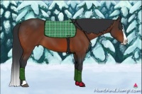 Horse Color:Bay Splash 