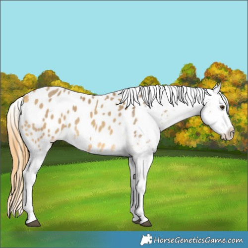 Horse Color:Buckskin Dun Blanket 