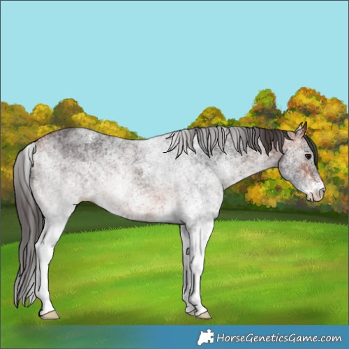 Horse Color:White Spotted Bay 