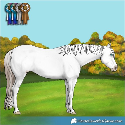 Horse Color:White Spotted Grullo Splash Frame Appaloosa 