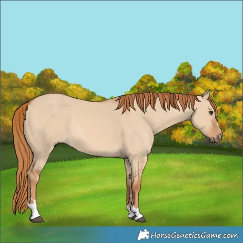 Horse Color:Red Dun 