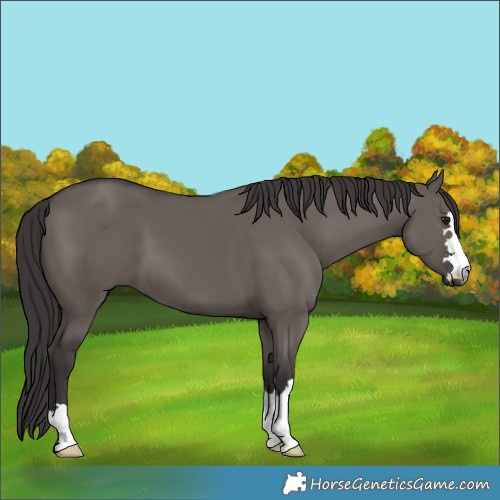 Horse Color:Smoky Grullo 