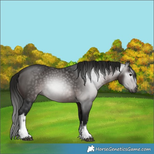 Horse Color:Gray White Spotted Bay 