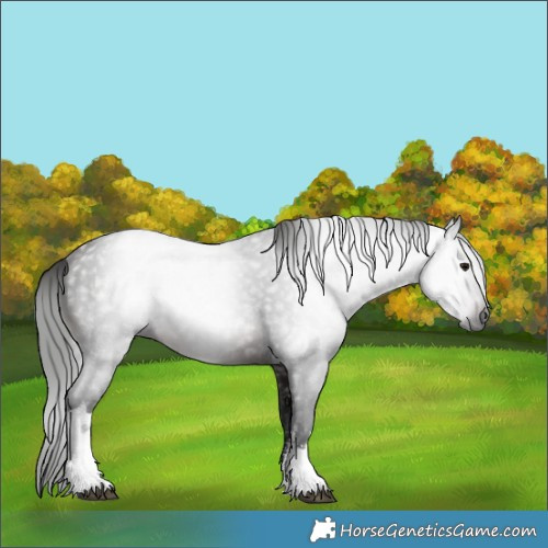 Horse Color:Gray White Spotted Bay 