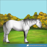 Horse Color:Gray White Spotted Bay 