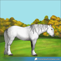 Horse Color:Gray White Spotted Bay 