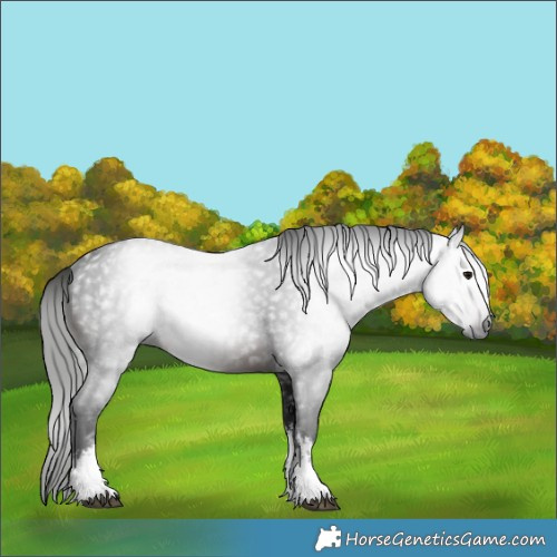 Horse Color:Gray White Spotted Brown 
