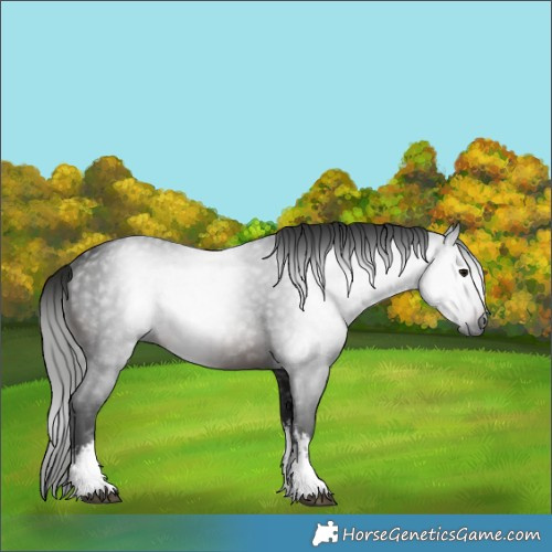 Horse Color:Gray White Spotted Brown 