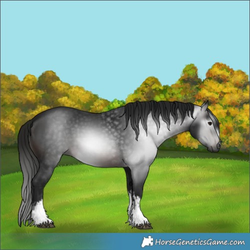 Horse Color:Gray White Spotted Brown 