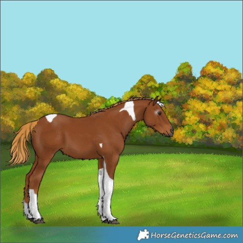 Horse Color:Gray Chestnut Tobiano