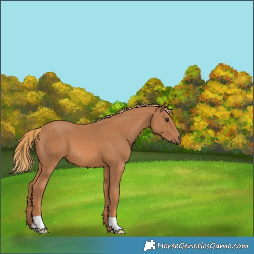 Horse Color:Chestnut 