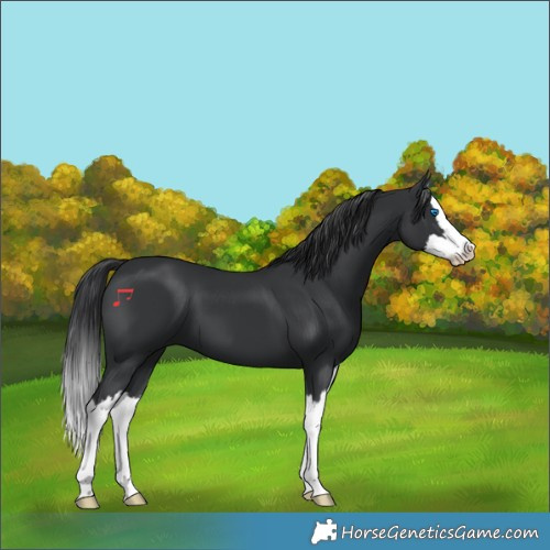 Horse Color:Black Splash 