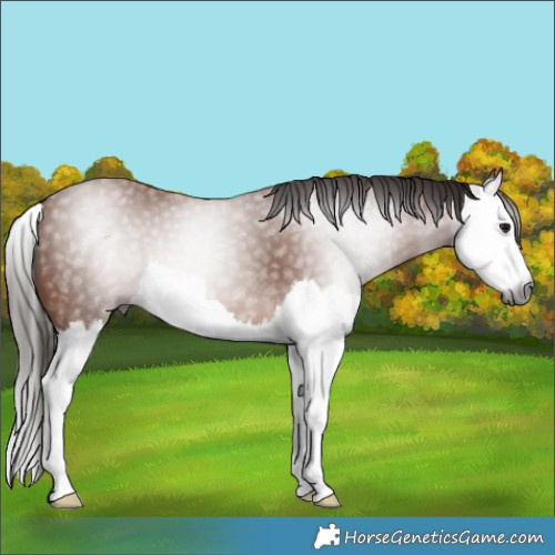 Horse Color:Gray Bay Splash 