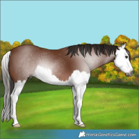 Horse Color:Gray Bay Splash 
