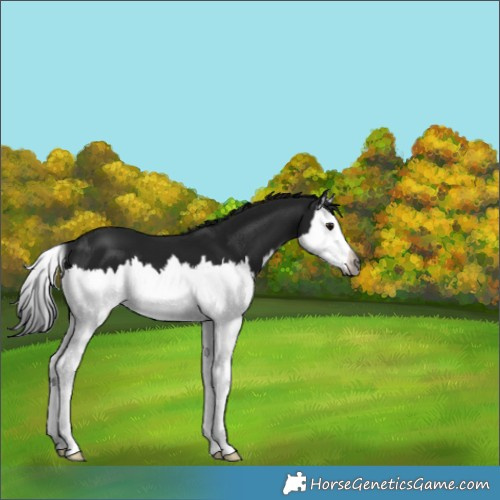 Horse Color:Gray Smoky Black Splash