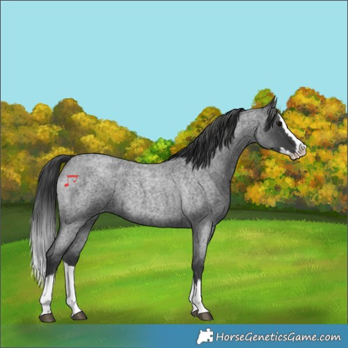 Horse Color:Blue Roan Splash 