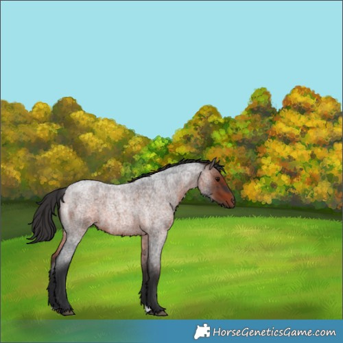 Horse Color:Brown Roan 