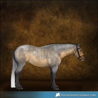 Horse Color:Buckskin Roan