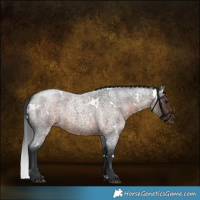 Horse Color:White Spotted Brown Roan