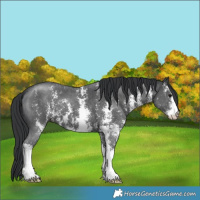 Horse Color:Black Sabino 