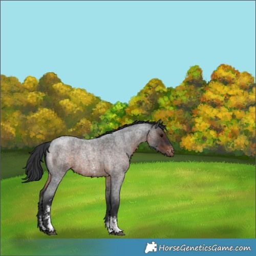 Horse Color:Brown Roan Sabino Appaloosa 