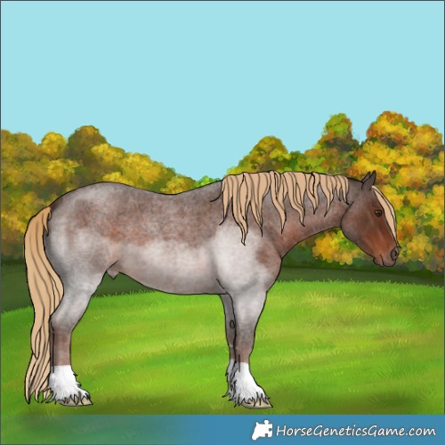 Horse Color:Liver Red Roan 