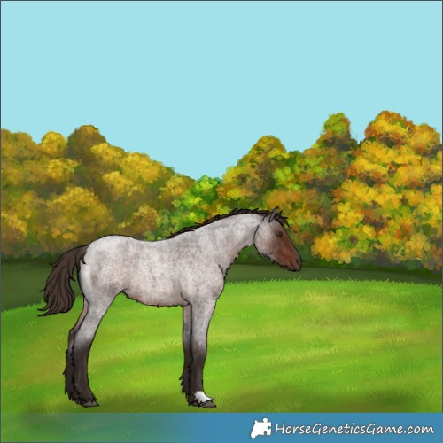 Horse Color:Liver Red Roan 