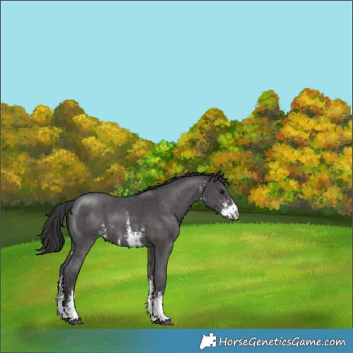 Horse Color:Smoky Black Sabino 