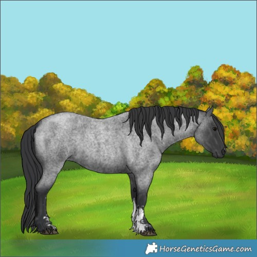 Horse Color:Blue Roan Sabino 