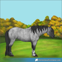 Horse Color:Blue Roan Sabino