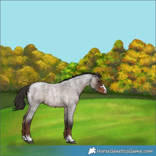 Horse Color:Liver Red Roan 