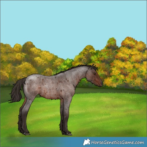 Horse Color:Liver Red Roan 