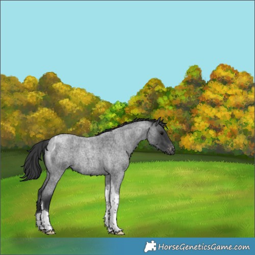 Horse Color:Blue Roan Tobiano Appaloosa 