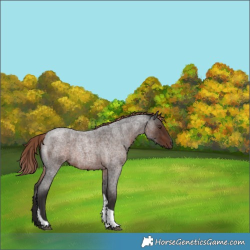 Horse Color:Liver Red Roan Tobiano 