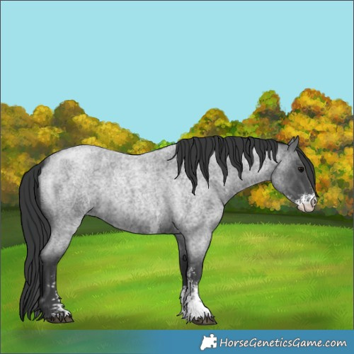 Horse Color:Blue Roan Sabino 