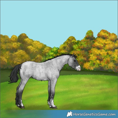 Horse Color:Blue Roan Sabino 