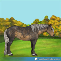 Horse Color:Silver Smoky Black