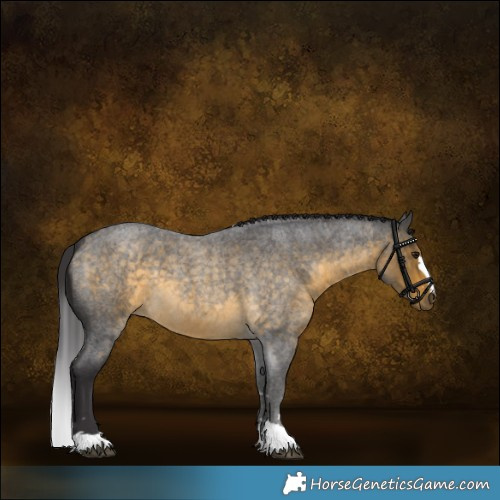 Horse Color:Buckskin Roan