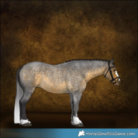 Horse Color:Buckskin Roan 