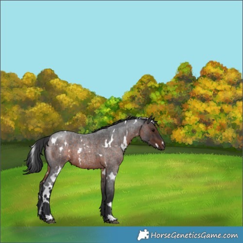Horse Color:White Spotted Brown Roan 
