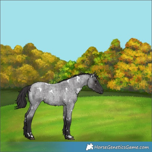 Horse Color:White Spotted Smoky Blue Roan 