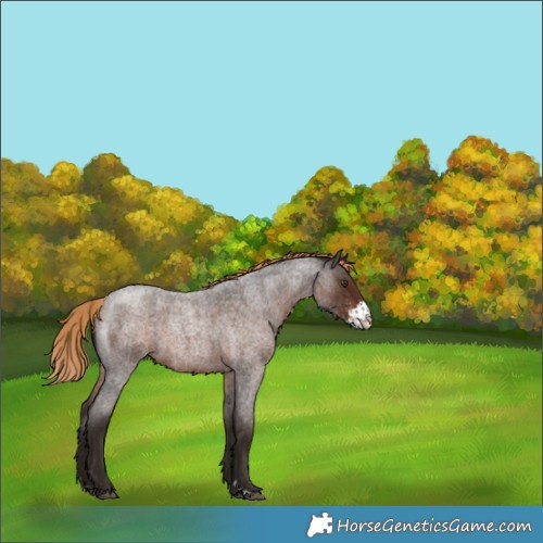 Horse Color:Liver Red Roan Sabino 