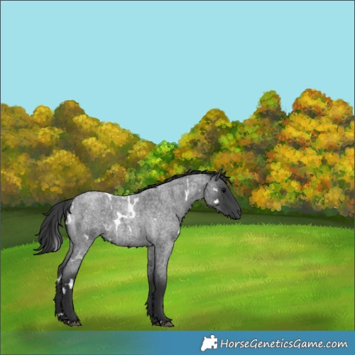 Horse Color:White Spotted Blue Roan 