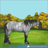 Horse Color:White Spotted Blue Roan 